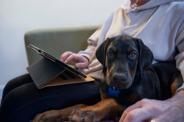 Pet insurance cost guide