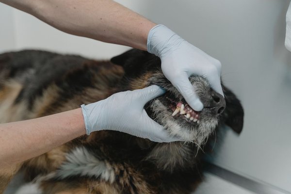 pet insurance dental coverage